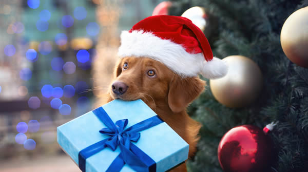 dog with Christmas gift in his mouth